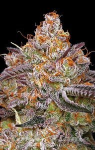 Granny Candy - HUMBOLDT SEEDS COMPANY - 2