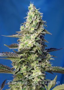 Green XXL Auto - 1