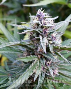 Hi-Biscus - HUMBOLDT SEED COMPANY - 1