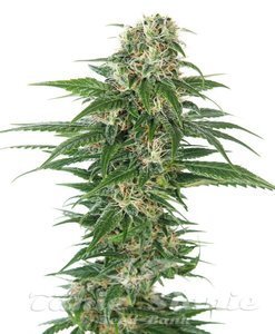 Hindu Kush Auto - 1