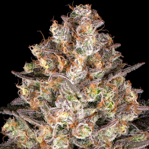 Hindu Kush - BARNEY'S FARM - 2