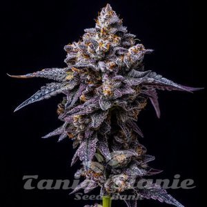 Hollywood - COOKIES SEEDS - 1