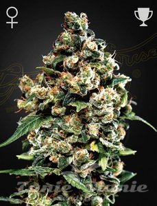 Jack Herer - GREEN HOUSE SEEDS - 1
