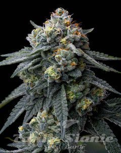 Jealousy - BARNEY'S FARM - 2