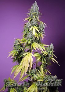 Jet Fuel Mandarine XL Auto - SWEET SEEDS - 1