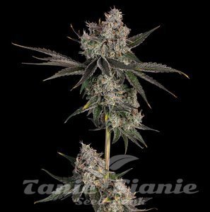 Knockout - HAPPY VALLEY GENETICS - 1