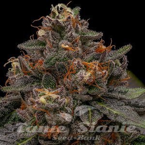 Korenji - RIPPER SEEDS - 1