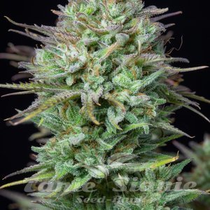 Kosher Cake Auto - FASTBUDS - 2
