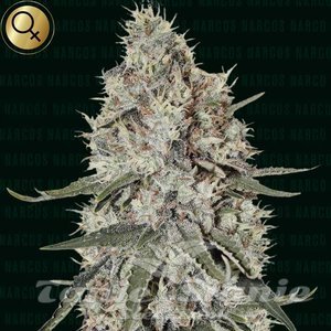 La Catedral - NARCOS SEEDS - 1