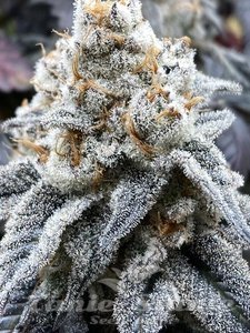 Larry OG Kush - THE CALI CONNECTION - 3