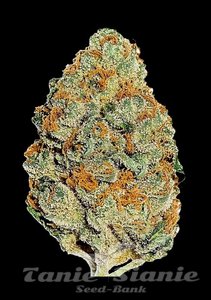Lemon Mandarin - FASTBUDS - 3
