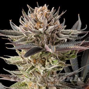 Lemon Tree 2.0 - SILENT SEEDS - 1