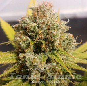 Lemon Z - DUTCH PASSION - 2