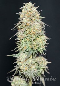 Lemonpaya - FASTBUDS - 3