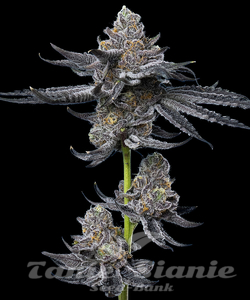 LFG - BARNEY'S FARM - 2