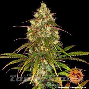 Liberty Haze - BARNEY’S FARM - 1