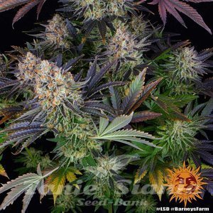 LSD - BARNEY’S FARM - 3