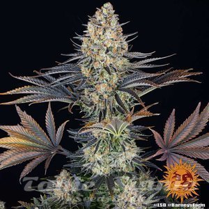 LSD - BARNEY’S FARM - 2