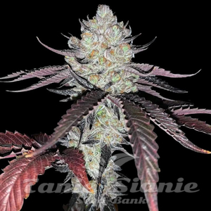 Marshmellow OG - COMPOUND GENETICS - 1