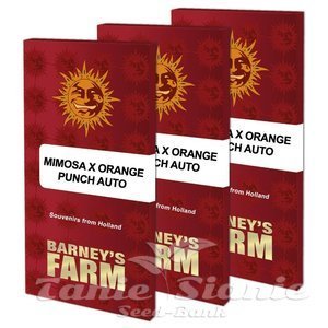 Mimosa x Orange Punch Auto - BARNEY'S FARM - 2