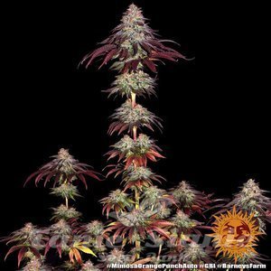 Mimosa x Orange Punch Auto - BARNEY'S FARM - 4
