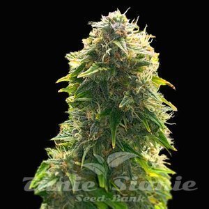 Mimosa x Wedding Cake Auto - 1