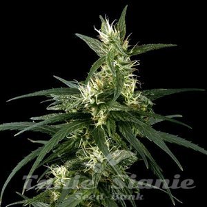 Neville's Haze - 1