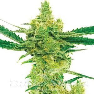 Northern Lights #10 x Amnesia Haze - 1