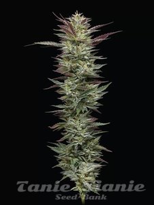 Notorious THC - HUMBOLDT SEED COMPANY - 1