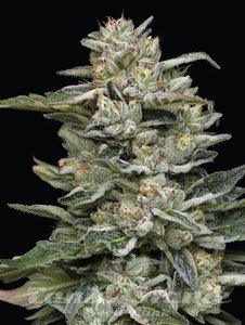 Nutter Budder - HUMBOLDT SEED COMPANY - 2