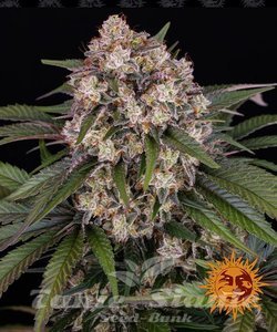 OG Kush Auto - BARNEY'S FARM - 1