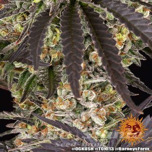 OG Kush - BARNEY'S FARM - 3