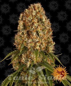 Orange Sherbert - BARNEY'S FARM - 1