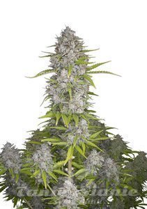Orange Sherbet Auto - FASTBUDS - 1