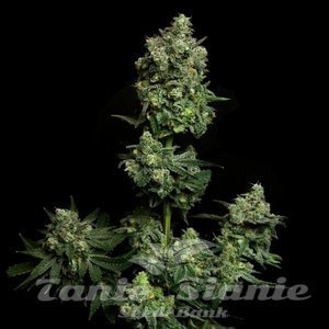Oregon Apple Trail - ELEV8 SEEDS - 2