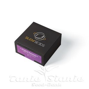 Original Amnesia - SILENT SEEDS - 2
