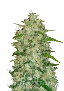 Original Auto Chemdawg - FASTBUDS - 1