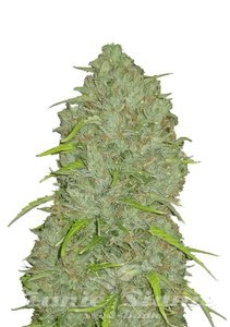 Original Auto Jack Herer - FASTBUDS - 1