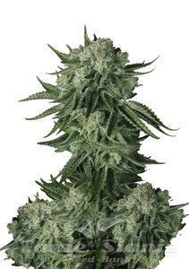 Original Auto Moby Dick - FASTBUDS - 1