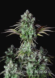 Original Big Bud Auto - FASTBUDS - 2