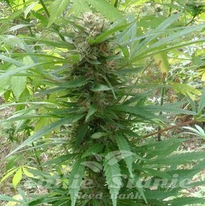 Outdoor Grapefruit - 1