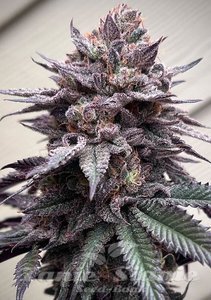 Papaya Sherbet - FASTBUDS - 4
