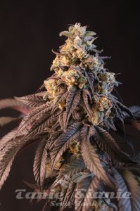 Papayton - FASTBUDS - 2