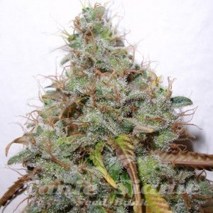 White Berry - PARADISE SEEDS - 3