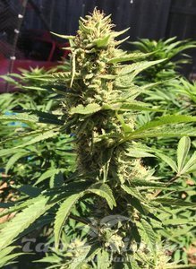 Pineapple Chunk - 1