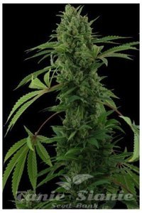 Pineapple Chunk Auto - 1