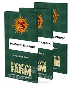 Pineapple Chunk - BARNEY’S FARM - 6
