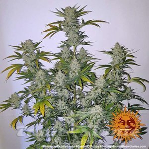 Pineapple Express Auto - BARNEY’S FARM - 6
