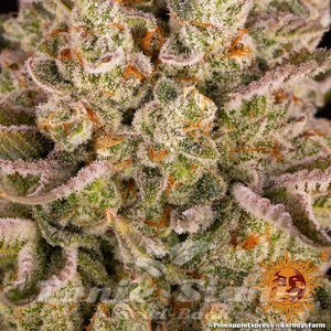 Pineapple Express - BARNEY'S FARM - 3