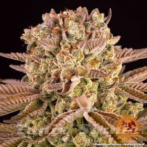 Pineapple Express - BARNEY'S FARM - 4
